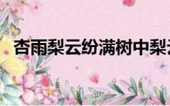 杏雨梨云纷满树中梨云的意思（杏雨梨云）