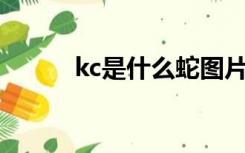 kc是什么蛇图片（KC是什么蛇）