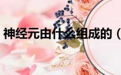 神经元由什么组成的（神经元是什么组成的）