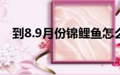 到8.9月份锦鲤鱼怎么养（锦鲤鱼怎么养）