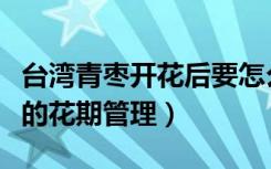 台湾青枣开花后要怎么打理才挂果（台湾青枣的花期管理）