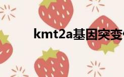 kmt2a基因突变什么意思（kmt）