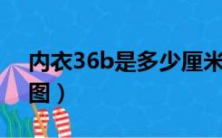 内衣36b是多少厘米（内衣36b是多大 求带图）