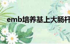 emb培养基上大肠杆菌长出的菌落呈黑色