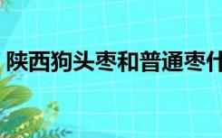 陕西狗头枣和普通枣什么区别（陕西狗头枣）