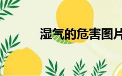 湿气的危害图片（湿气的危害）