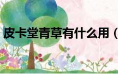 皮卡堂青草有什么用（皮卡堂冬仙草怎么得）