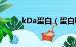 kDa蛋白（蛋白kda是什么意思）