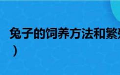 兔子的饲养方法和繁殖视频（兔子的饲养方法）