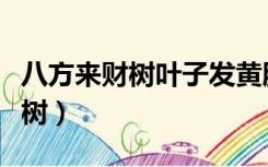 八方来财树叶子发黄脱落怎样挽救（八方来财树）