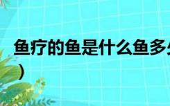 鱼疗的鱼是什么鱼多少钱（鱼疗的鱼是什么鱼）