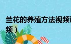 兰花的养殖方法视频讲解（兰花的养殖方法视频）