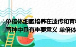 单倍体细胞培养在遗传和育种中的意义何在（单倍体在遗传育种中具有重要意义 单倍体生物是指）