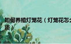 如何养殖灯笼花（灯笼花怎么养 灯笼花的养殖方法和注意事项）