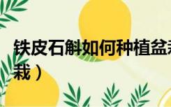 铁皮石斛如何种植盆栽（铁皮石斛种植方法盆栽）