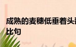 成熟的麦穗低垂着头那是在教我们谦虚仿写排比句