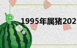 1995年属猪2021年运势多少大了