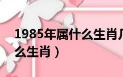 1985年属什么生肖几岁2022（1985年属什么生肖）