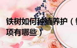 铁树如何种植养护（铁树的养殖方法和注意事项有哪些）