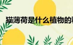 猫薄荷是什么植物的种子（猫薄荷是什么）