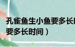 孔雀鱼生小鱼要多长时间下鱼（孔雀鱼生小鱼要多长时间）