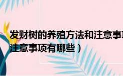 发财树的养殖方法和注意事项怎么养（发财树的养殖方法和注意事项有哪些）