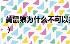 黄鼠狼为什么不可以打（黄鼠狼为什么不能打）