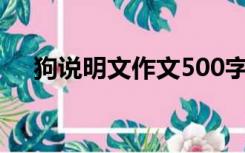 狗说明文作文500字五年级（狗说明文）