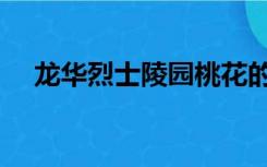 龙华烈士陵园桃花的寓意（桃花的寓意）