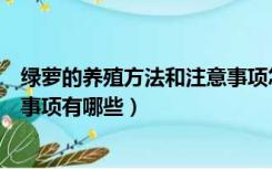 绿萝的养殖方法和注意事项怎么办（绿萝的养殖方法和注意事项有哪些）