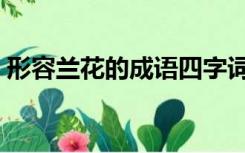 形容兰花的成语四字词语（形容兰花的成语）