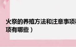 火祭的养殖方法和注意事项视频（火祭的养殖方法和注意事项有哪些）