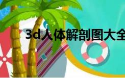 3d人体解剖图大全（3d人体解剖图）