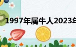 1997年属牛人2023年运势运程（1997年）