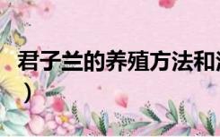 君子兰的养殖方法和注意事项（君子兰的花语）