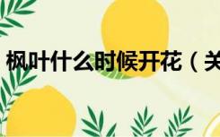 枫叶什么时候开花（关门山枫叶什么时候红）