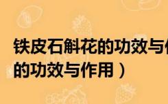 铁皮石斛花的功效与作用有哪些（铁皮石斛花的功效与作用）