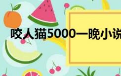 咬人猫5000一晚小说（咬人猫5000一晚）