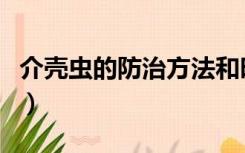 介壳虫的防治方法和时间（介壳虫的防治方法）