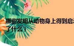 哪些发明从动物身上得到启示（从动物身上得到的启示发明了什么）