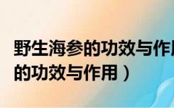 野生海参的功效与作用及食用方法（野生海参的功效与作用）