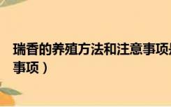 瑞香的养殖方法和注意事项是什么（瑞香的养殖方法和注意事项）