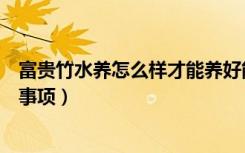 富贵竹水养怎么样才能养好能（富贵竹的水养殖方法和注意事项）