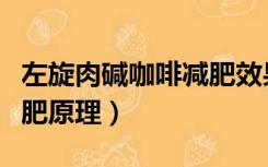 左旋肉碱咖啡减肥效果怎样（左旋肉碱咖啡减肥原理）