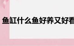 鱼缸什么鱼好养又好看（什么鱼好养又好看）