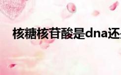 核糖核苷酸是dna还是rna（核糖核苷酸）