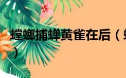 螳螂捕蝉黄雀在后（螳螂捕蝉黄雀在后的意思）