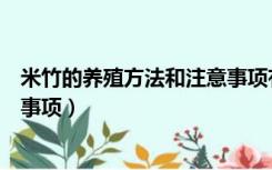 米竹的养殖方法和注意事项有哪些（米竹的养殖方法和注意事项）