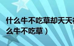 什么牛不吃草却天天往草里跑答案是什么（什么牛不吃草）