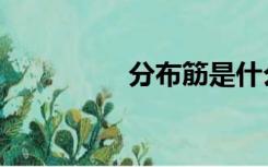 分布筋是什么（分布筋）